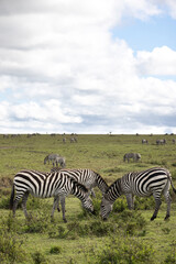 Zebras graze in the plains