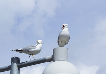 Obraz premium seagull on the roof
