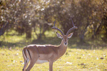 A male impala, stunned