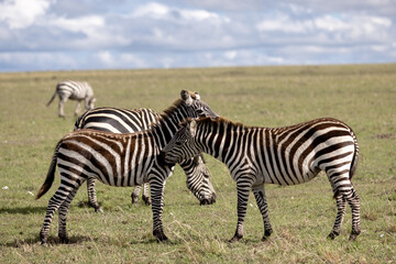 Fototapeta na wymiar Zebras graze together
