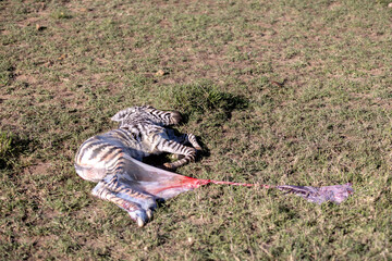 A stillborn Zebra corpse
