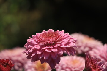 Background of beautiful pink chrysanthemum flowers.
