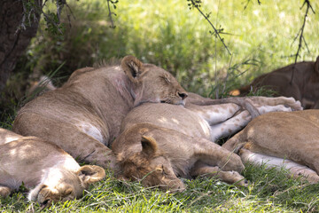 Lions sleep under a bush