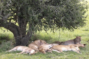 Lions sleep under a bush