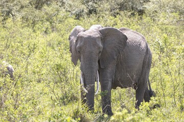 Fototapeta premium Elephants graze in the plains