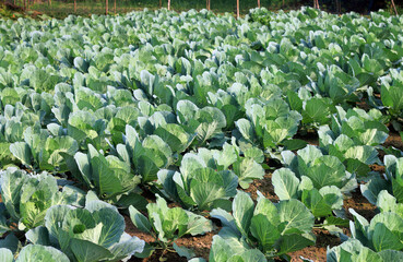 cabbage growing in the garden.Nature, village, Agriculture.