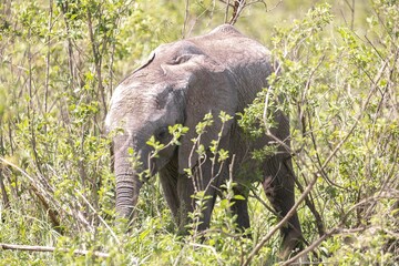 Fototapeta premium Elephants graze in the plains