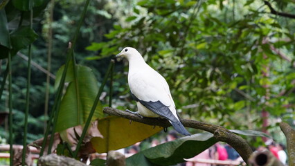 Torresian Imperial-pigeon|Pied Imperial Pigeo|Columbiformes|Ducula|斑皇鳩
