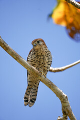 Obraz premium Mauritiusfalke