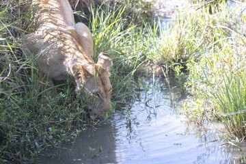 Female lions rest and drink with their cubs