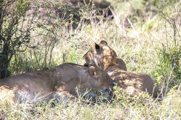 Female lions rest and drink with their cubs