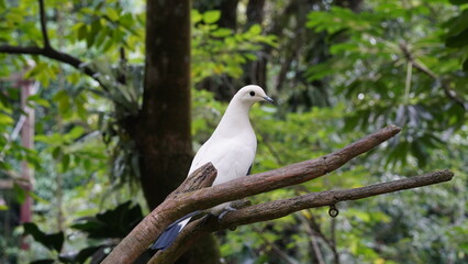 Torresian Imperial-pigeon|Pied Imperial Pigeo|Columbiformes|Ducula|斑皇鳩