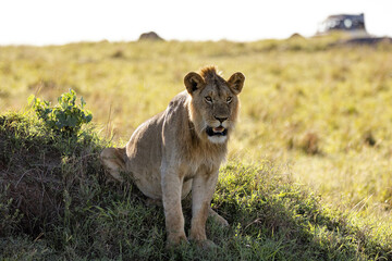 A male lion perches on a short hill and yawns and roars