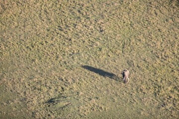 An elephant from up high