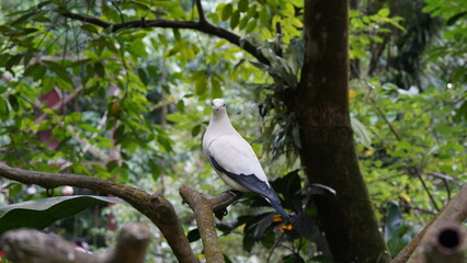 Torresian Imperial-pigeon|Pied Imperial Pigeo|Columbiformes|Ducula|斑皇鳩