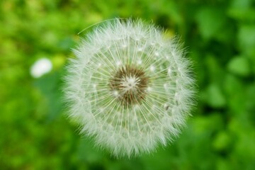 Fototapeta premium Pissenlit gros plan dans la nature