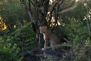A leopard sits perched in the Masai Mara