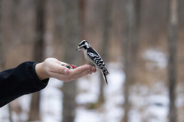 Downy Woodpecker in Hand
