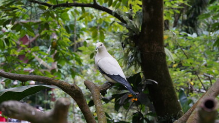 Torresian Imperial-pigeon|Pied Imperial Pigeo|Columbiformes|Ducula|斑皇鳩
