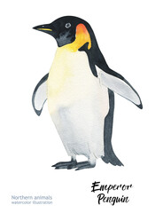 Emperor Penguin.  Watercolor Emperor Penguin.  Watercolor cute penguin. Watercolor cute animal. Watercolor cute bird. Hand painting postcard isolated white background. birds