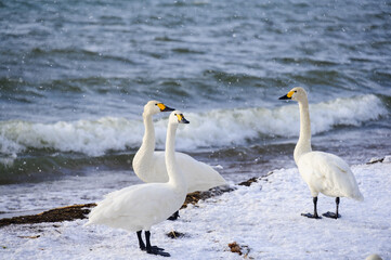 ハクチョウたち