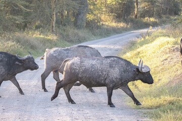 Water buffalo cross a road