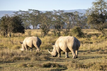 Obraz na płótnie Canvas White rhinos graze near Lake Nakura