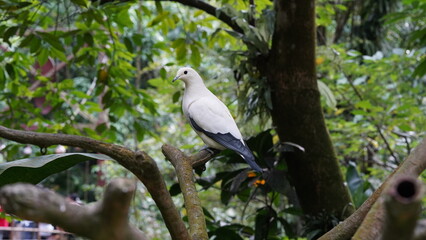 Naklejka premium Pied imperial-pigeon|Ducula bicolor|斑皇鸠