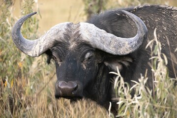 A water buffalo at rest