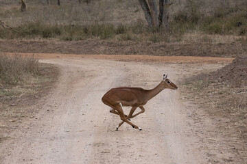 Impalas patiently crossing a road