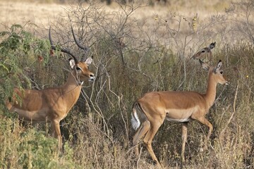 Naklejka premium Impalas patiently crossing a road