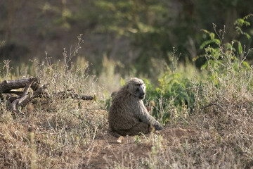 A baboon eats