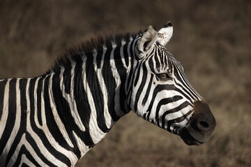 A zebra head