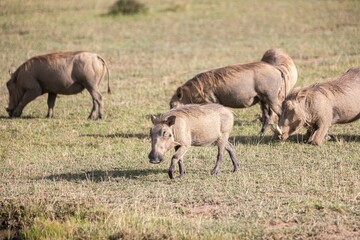 Warthogs eat grass together
