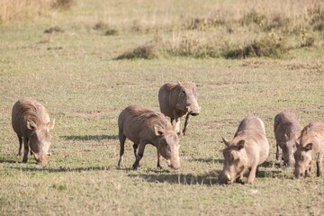 Warthogs eat grass together