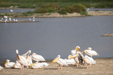 Fototapeta premium Seagulls congregate at a riverhead