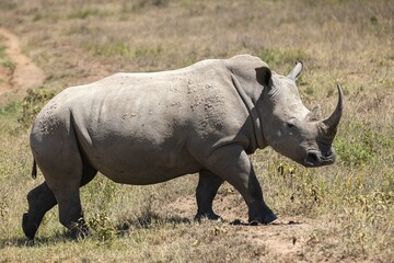 Obraz premium White rhinos grazing in a safari