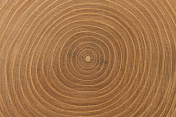 Ash tree trunk cross-section with detailed annual rings. Beautiful wood texture as background