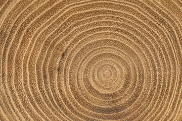 Naklejka premium Macro shot of maple tree internal texture. Natural wood pattern