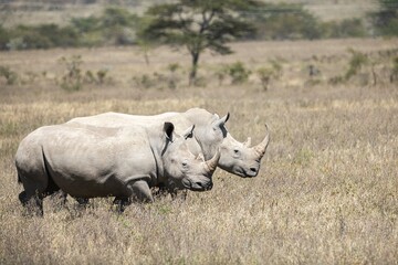 White rhinos graze with the city in the background