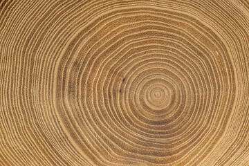 Detailed photo of annual tree rings on a maple tree. Pattern in nature