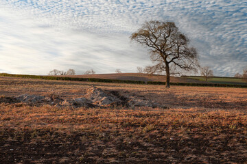 One Tree/An image showing a single tree in a field on a beautiful springtime afternoon, shot in leicestershire, England, UK.