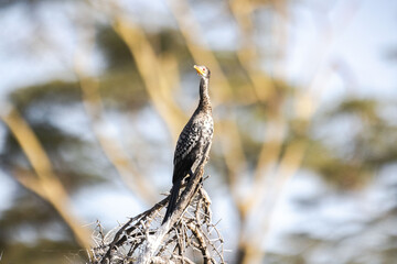 A bird perched on a branch