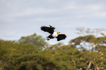 A hawk takes flight