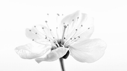 Kirschblüte