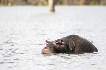 Hippos bathe in a lake