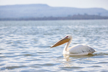 A stork wades in the water