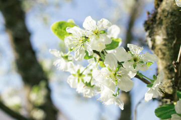 beautiful white apple blossom in spring