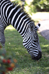 Fototapeta na wymiar A zebra eats