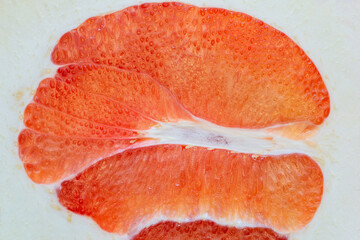Cross section of a pink pomelo, showing the fruit juice vesicles enclosed by a white spongy pith. Chinese grapefruit